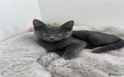 Mixed Breed cats for sale: Kittens for sale - Image 7