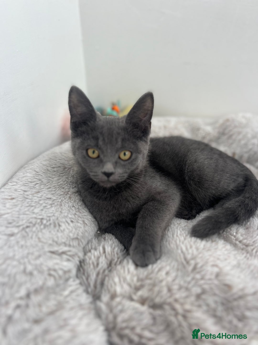 Mixed Breed cats for sale: Kittens for sale - Image 7