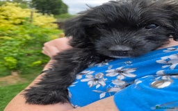 Mixed Breed dogs for sale: F1 Westipoos  - Image 20