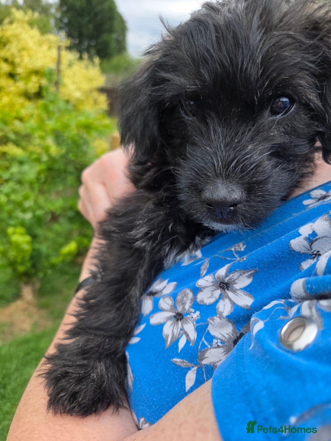 Mixed Breed dogs for sale: F1 Westipoos  - Image 20