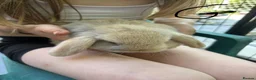 Mini Lop rabbits for sale: Gorgeous Mini Lop Babies various colours  - Advert 10
