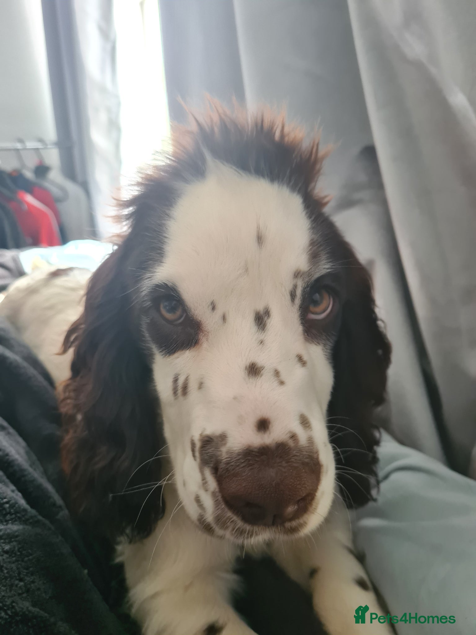 Cocker Spaniel dogs for sale: Cocker spaniel puppies due  - Advert 11