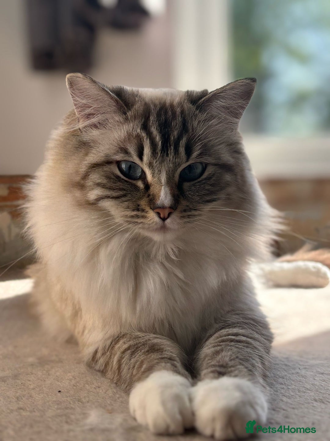 Ragdoll cats for sale: One gorgeous boy,  Luxury pedigree. - Image 31
