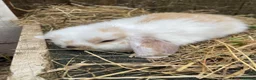 Mini Lop rabbits for sale: Mini Plush Lop Babies - Advert 5