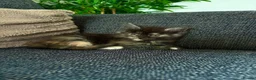 Maine Coon cats for sale: Adorable mainecoon kittens  - Advert 5