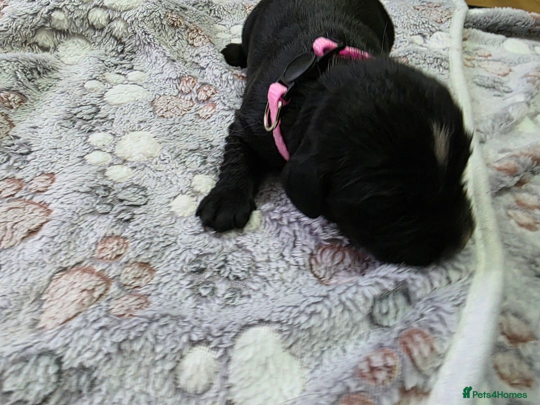 Cocker Spaniel dogs for sale: last puppy (girl) of the Working Cocker Spaniel - Advert 35