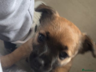 Jack Chi dogs Jack chi - Advert 5