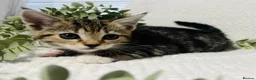 Domestic Shorthair cats for sale: Beautiful, well socialised playful kittens 🐾 - Advert 17