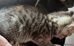 British Shorthair cats for sale: Gorgeous kittens ready soon 3 girls 😍 - Image 7