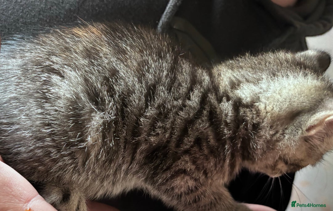 British Shorthair cats for sale: Gorgeous kittens ready soon 3 girls 😍 - Image 7