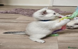 British Shorthair cats for sale: British Shorthair Kittens. Stunning 🩶 Silver - Image 4