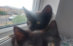 Mixed Breed cats for sale: Kittens for sale - ideal busy family additions - Image 1