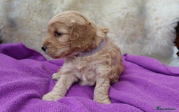 Cockapoo dogs for sale: 5*LICENSED BREEDER WATCH LIVE HEALTH TESTED PARENT - Image 10