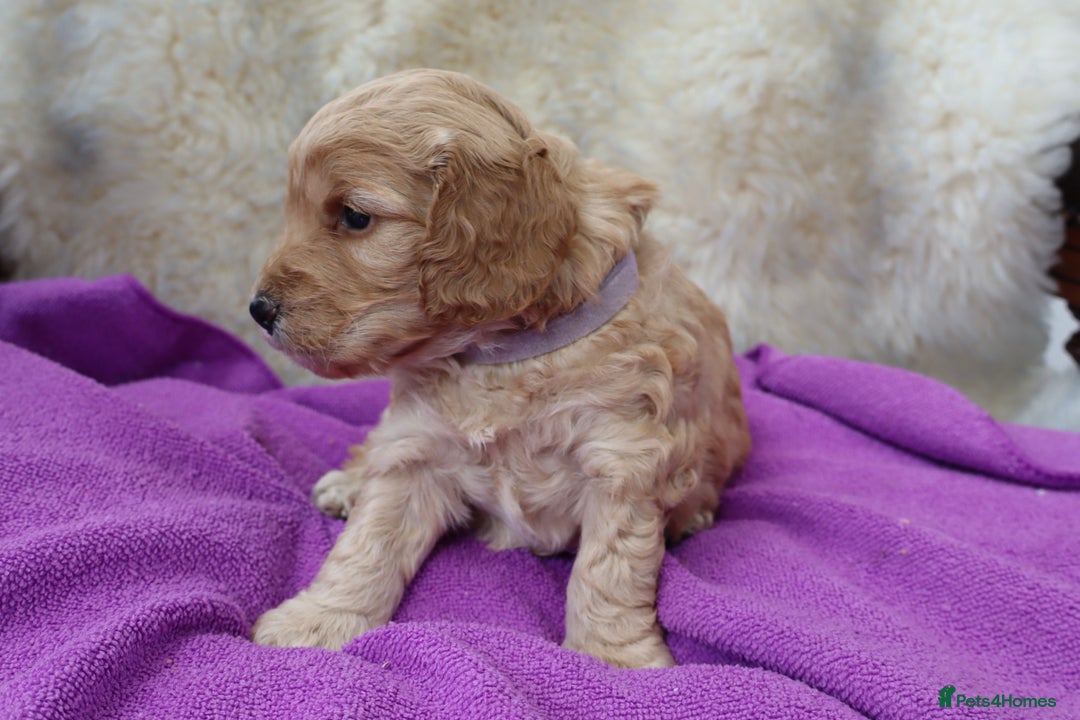 Cockapoo dogs for sale: 5*LICENSED BREEDER WATCH LIVE HEALTH TESTED PARENT - Image 10