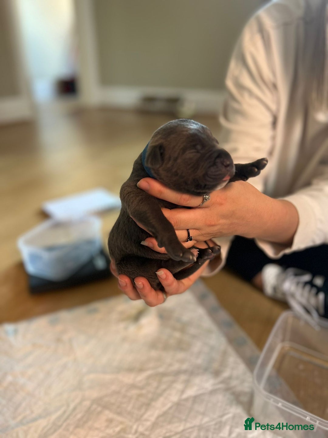 Mixed Breed dogs for sale: Staff x cane corso merle and grey pups for sale  - Image 13