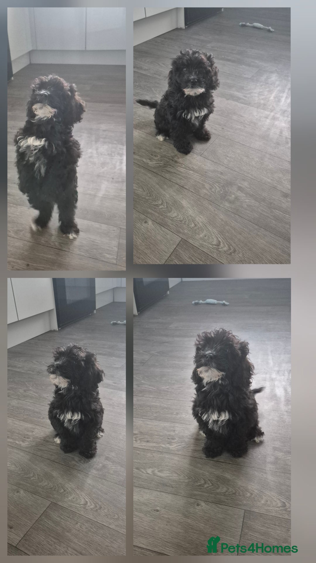 Cockapoo dogs for sale: F2 Cockapoos - Image 5