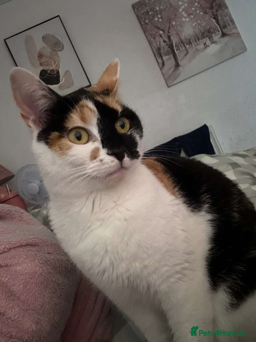 Mixed Breed cats for sale: 2 cats for sale  - Advert 5