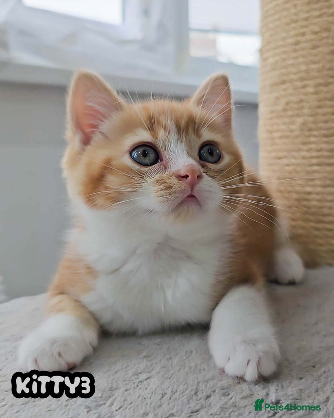 British Shorthair cats for sale: Adorable Kittens Ready For Reservation  - Image 38