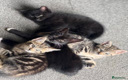 British Shorthair cats for sale: Kittens for Sale - Image 4
