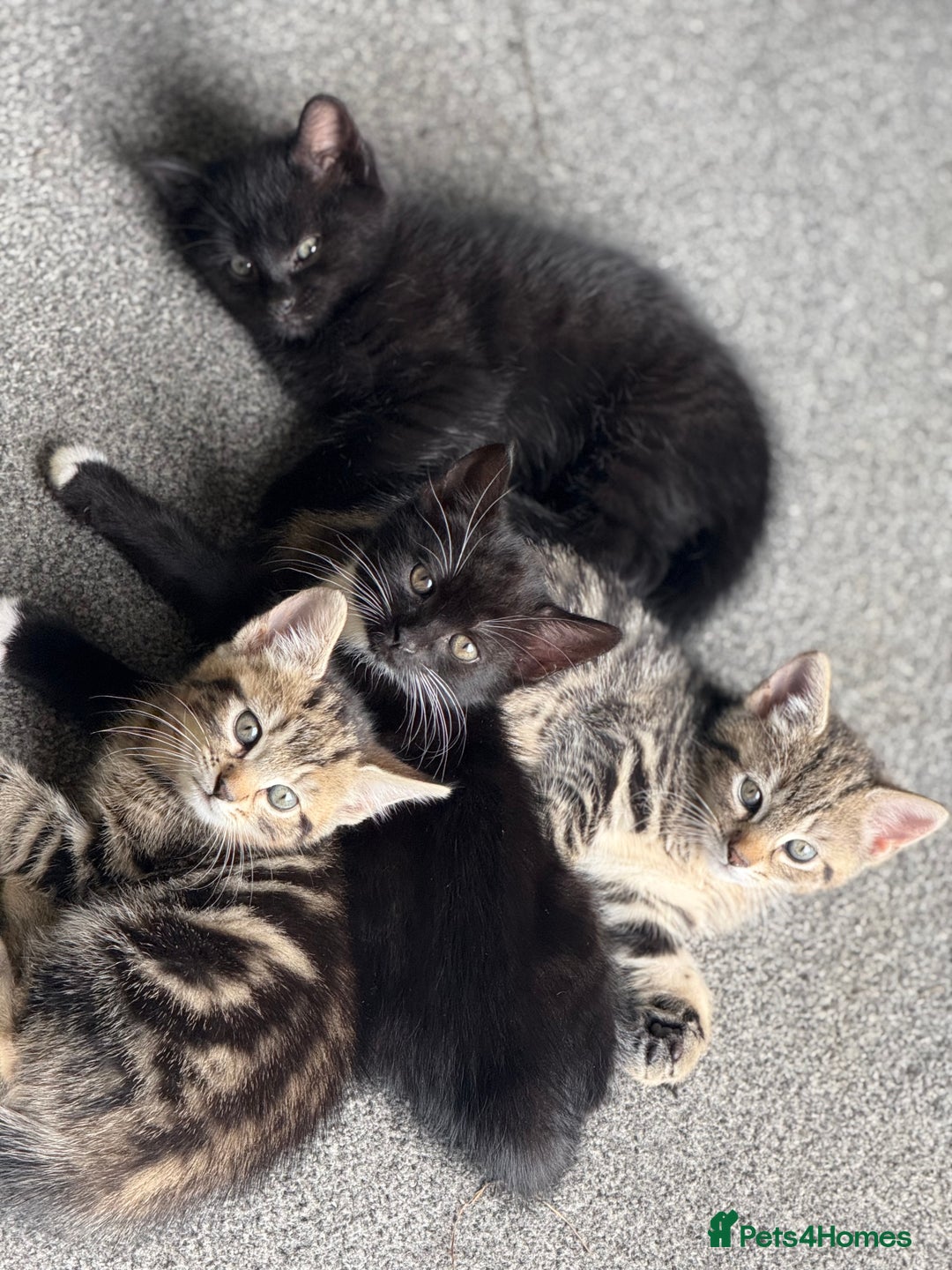 British Shorthair cats for sale: Kittens for Sale - Image 4
