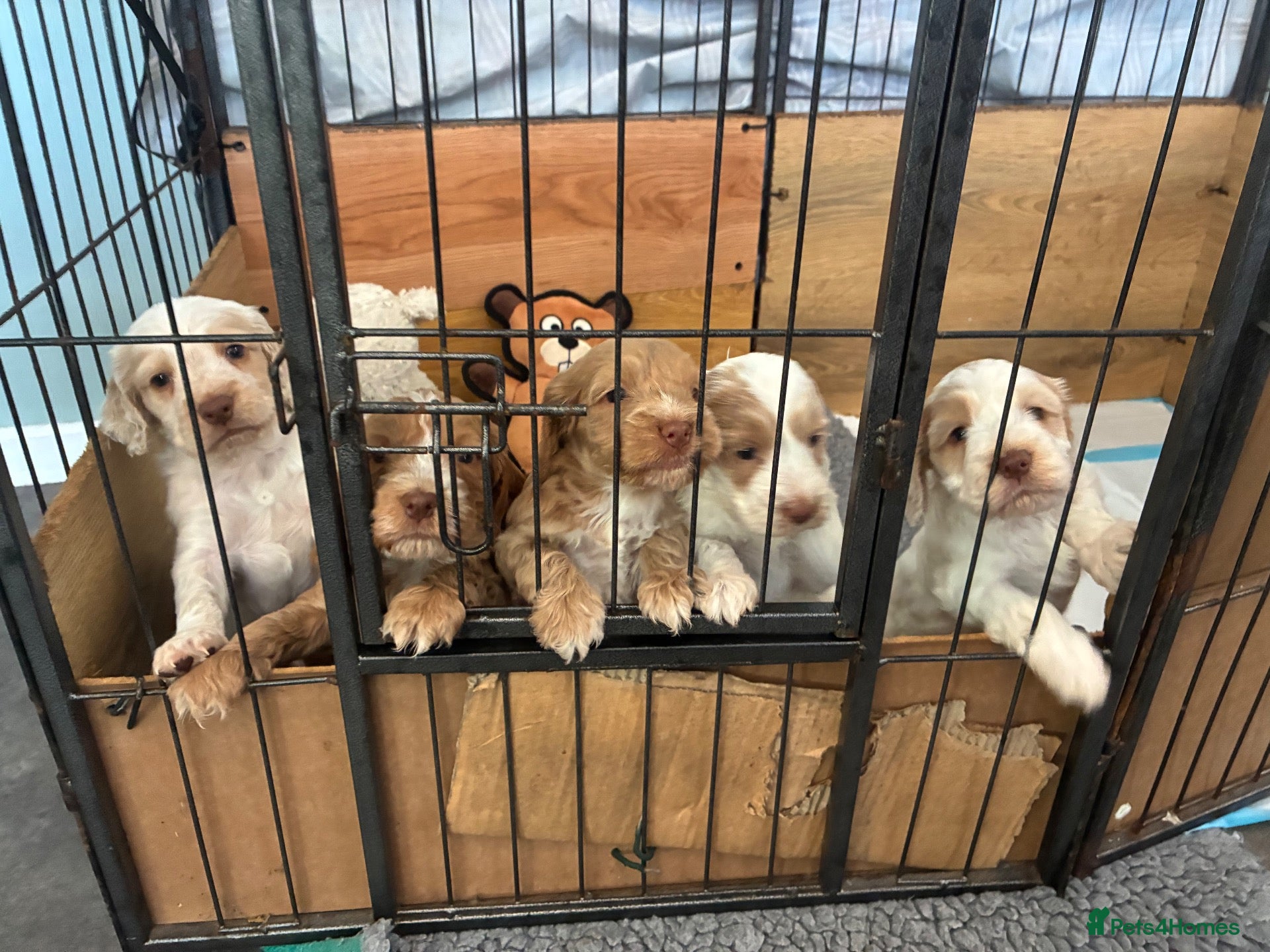 Cockapoo dogs Beautiful F2 cockapoo puppies for sale - Advert 13