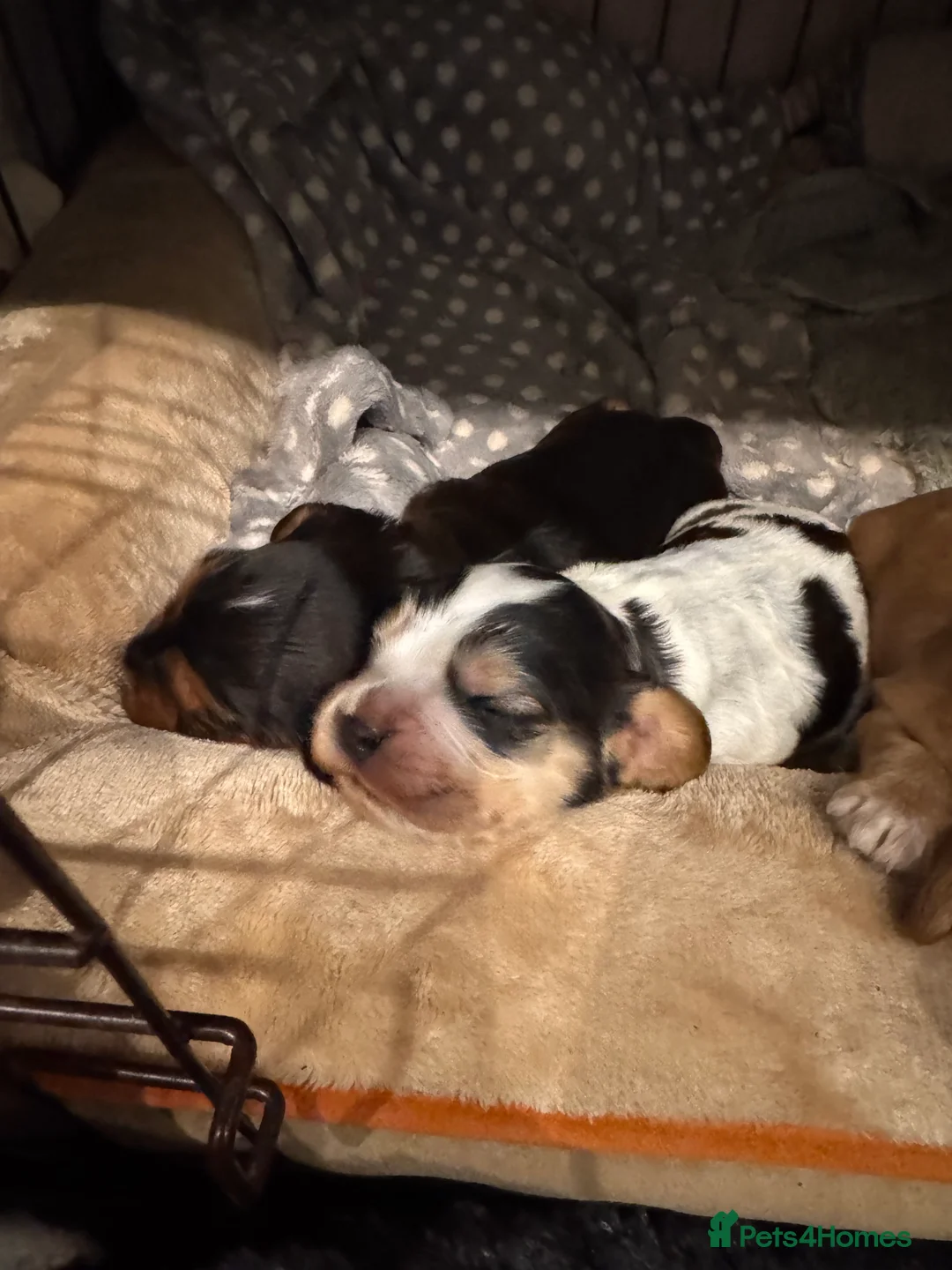 Mixed Breed dogs for sale: Cocker spaniel puppies - Advert 11