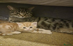 Bengal cats for sale: 3 Gorgeous Ginger 3/4 Bengal Kittens in London - Image 1