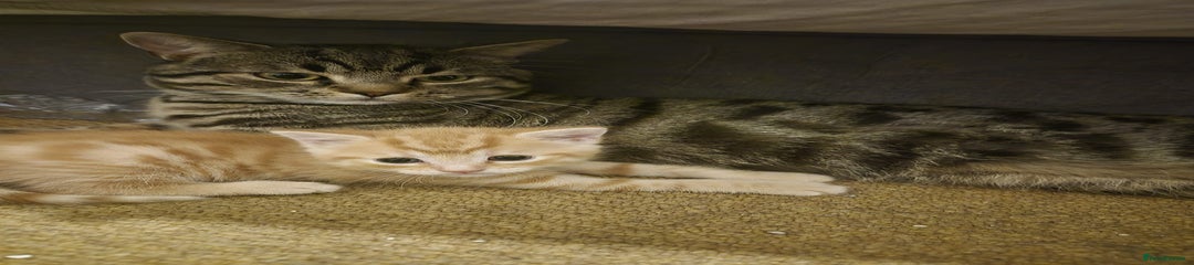 Bengal Kitten 1