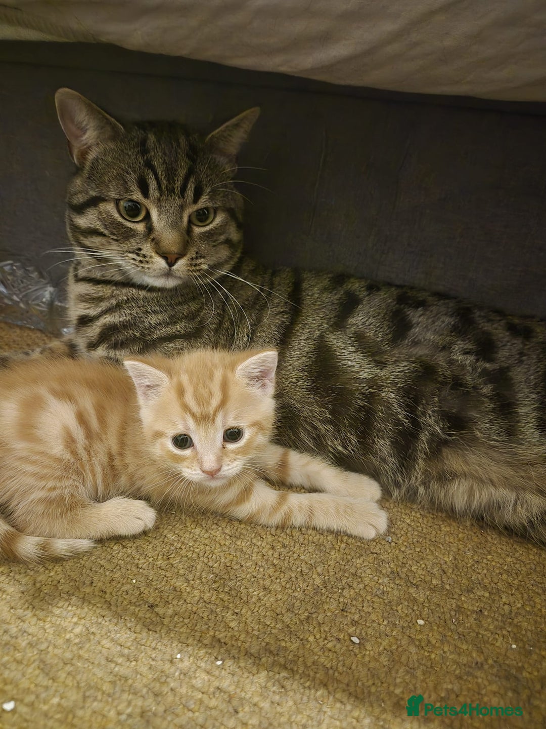 Bengal cats for sale: 3 Gorgeous Ginger 3/4 Bengal Kittens in London - Image 1