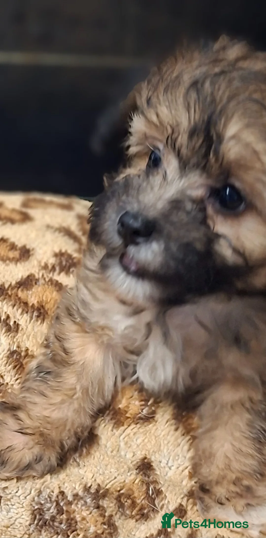 Mixed Breed dogs for sale: Stunning small papipoos/ papillon  x toy poodle - Advert 18