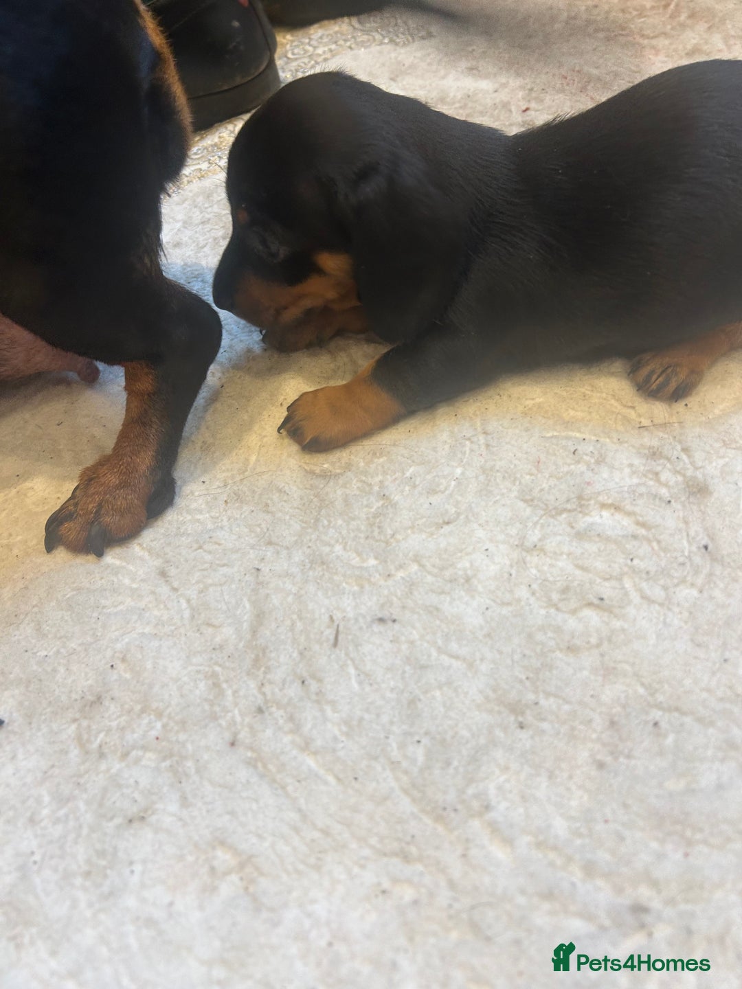 Dachshund dogs for sale: 4 beautiful puppies 2 girls 2 boys blk and tan  - Advert 3