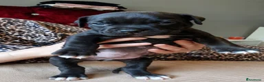 Cane Corso 4