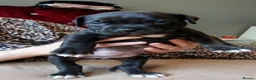 Cane Corso dogs for sale: Cane corso puppies looking for Loving Homes🐕 in Northampton - Advert 11