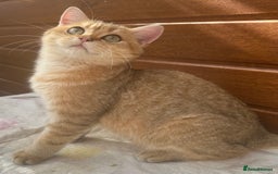 British Shorthair cats for sale: Last golden boy left 😻🌸🌼🌺 tica registered 😻 in Hayes - Image 2