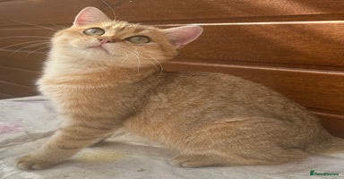 British Shorthair cats in Hayes - Advert 4