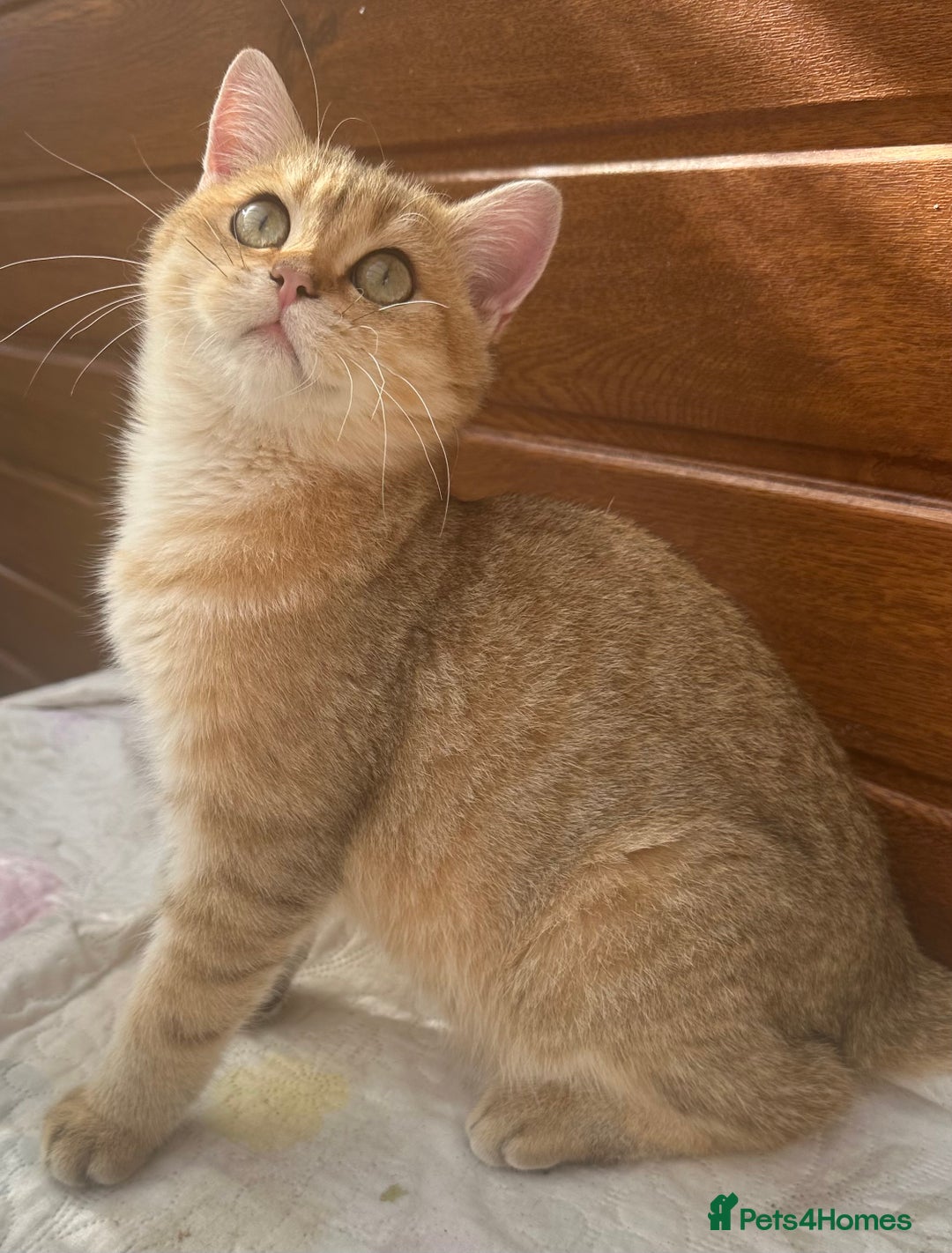 British Shorthair cats for sale: Last golden boy left 😻🌸🌼🌺 tica registered 😻 in Hayes - Image 2