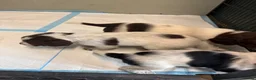 Mixed Breed dogs for sale: Sproodle puppies for sale  - Advert 18