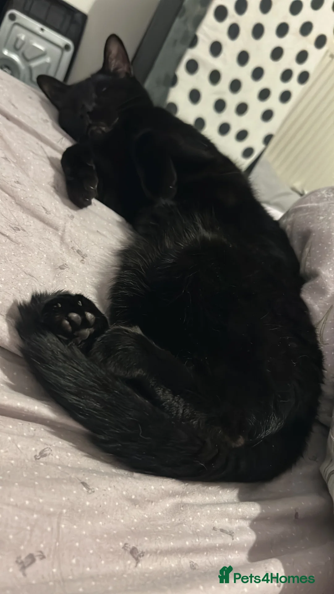 Domestic Shorthair cats for sale: INDOOR ONLY PLEASE  - Advert 2