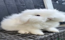 Mini Lion Lop rabbits for sale: Beautiful Blue Eyed TeddyWidder Boy - Image 5
