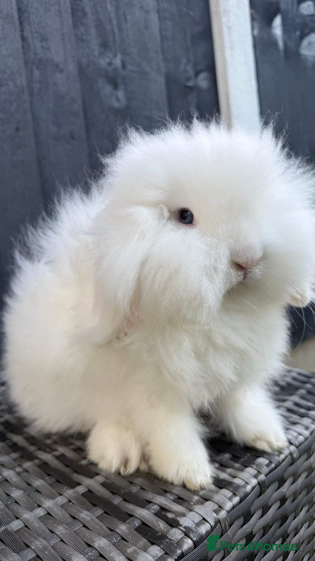 Mini Lion Lop rabbits for sale: Beautiful Blue Eyed TeddyWidder Boy - Image 5