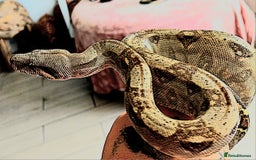 Boa Snake reptiles for sale: Hog island boas. One male one female. - Image 1