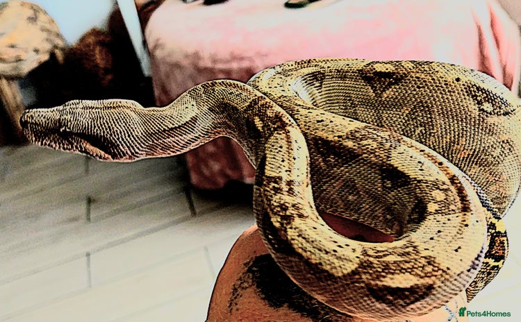 Boa Snake reptiles - Advert 1