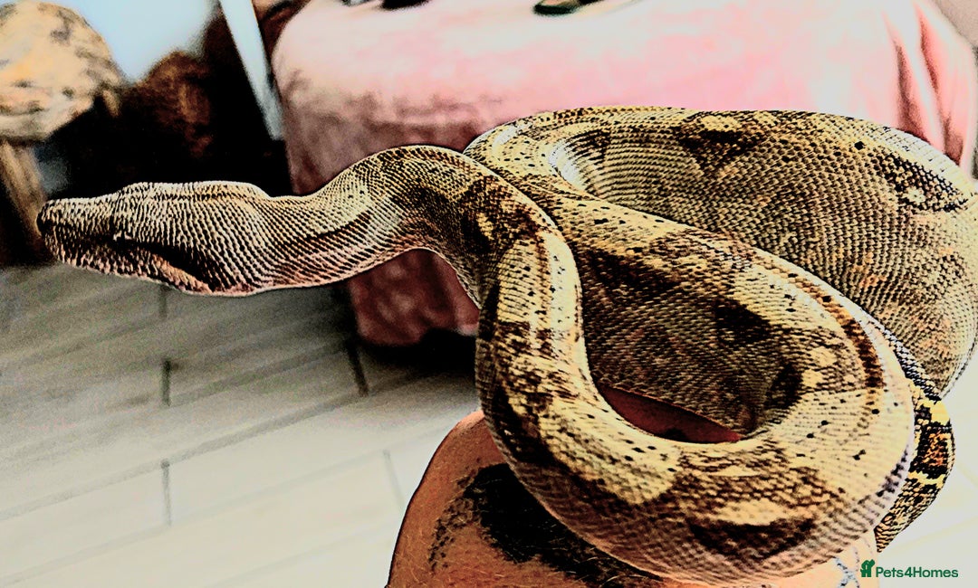 Boa Snake reptiles for sale: Hog island boas. One male one female. - Image 1
