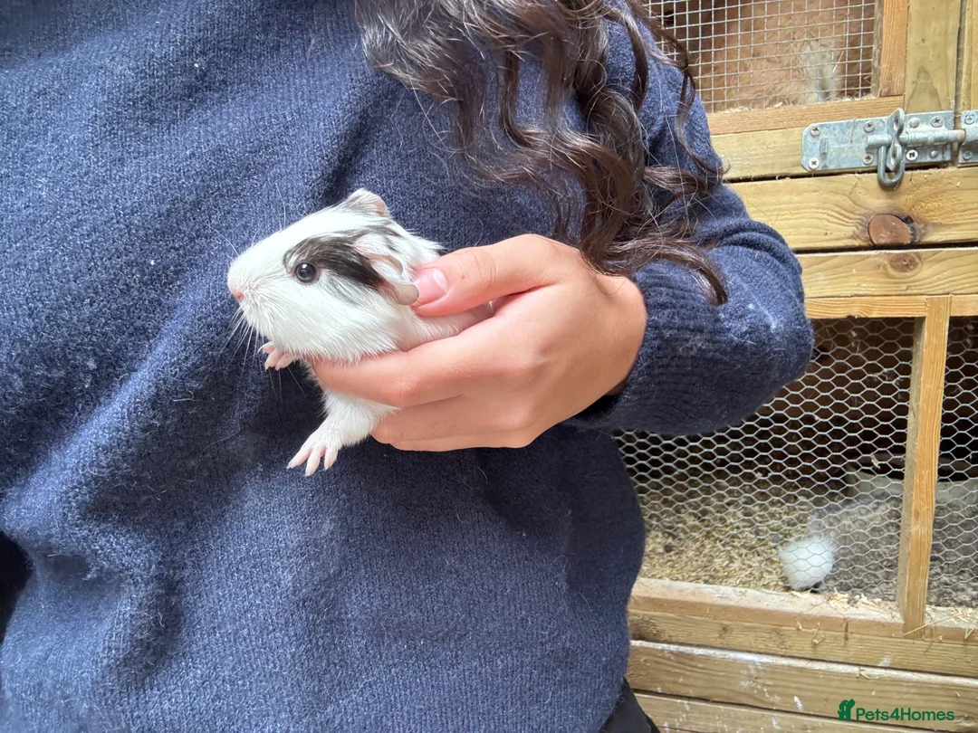 Guinea Pig rodents for sale: 8 wonderful guinea pig very friendly  - Advert 2