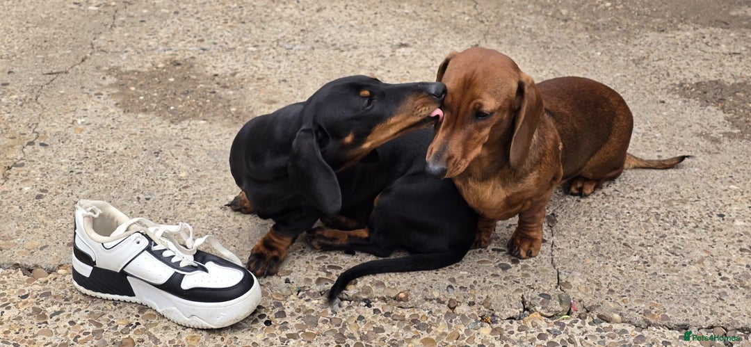 Dachshund dogs for sale: "READY GO STUNING 5 STANDARD DACHSHUND PUPPIES  - Image 13