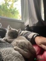 Ragdoll cats - Advert 1