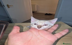 Bengal cats for sale: BLUE EYE SNOW BENGAL LYNC TICA ACTIVE - Image 32