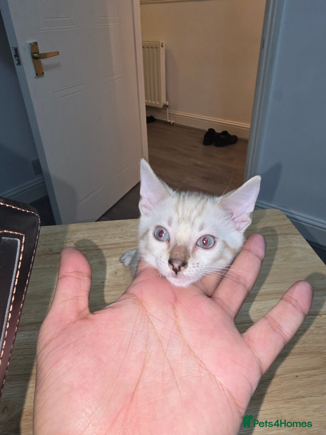 Bengal cats for sale: BLUE EYE SNOW BENGAL LYNC TICA ACTIVE - Image 32