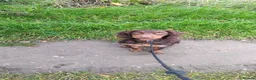 Cocker Spaniel dogs for sale: Chocolate and tan cocker spaniel  - Advert 3