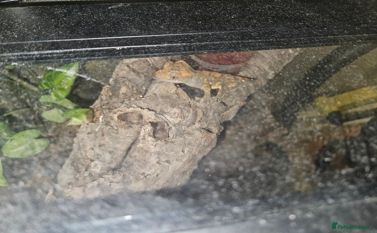 Gecko reptiles - Advert 2